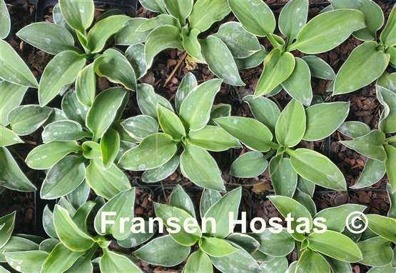 Hosta Funky Mouse